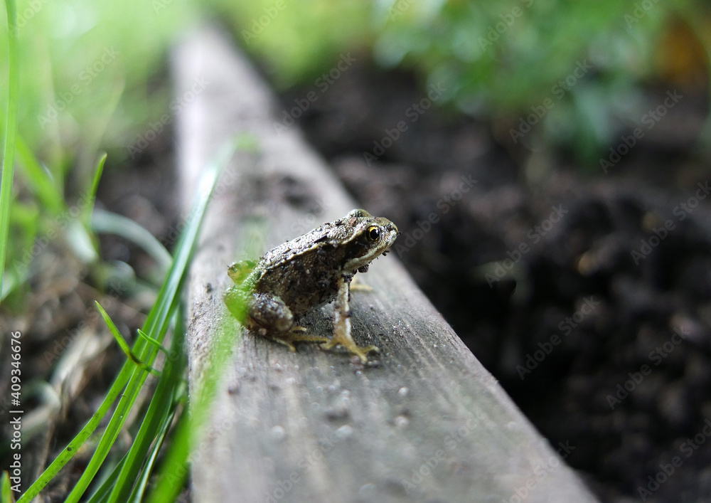 Naklejka premium Young common frog that hopped out of the grass and sat there looking at me for a short while, let me take its photograph before it hopped off into the undergrowth.