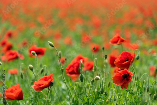 champ de coquelicots