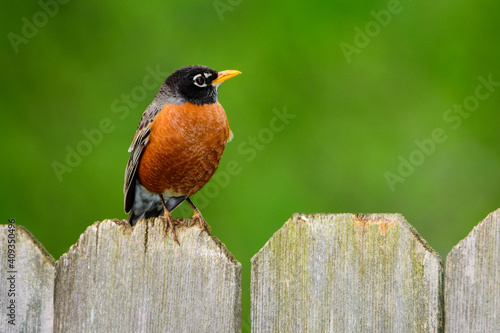 _DSC2007_American Robin, Texas USA