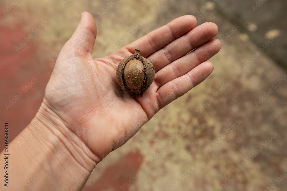 Macadamia nut in the palm of a human hand. Macadamia nut in the palm of a human hand.