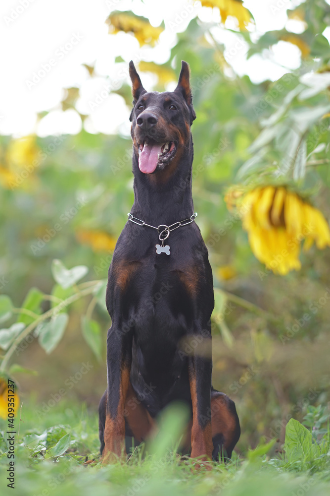 Black and tan Doberman dog with cropped ears wearing a chain collar posing  outdoors sitting in sunflowers field Stock Photo | Adobe Stock