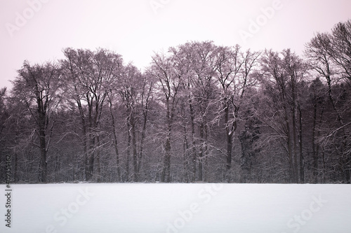 Wallpaper Mural travel germany and bavaria, view at a snow covered forest above a snow covered field Torontodigital.ca