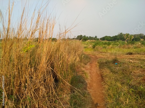 A path filled with weeds (imperata cylindrica)
