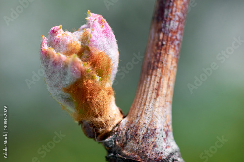 Young inflorescence of grapes on the vine close-up. Grape vine with young leaves and buds blooming on a grape vine in the vineyard. Spring buds sprouting