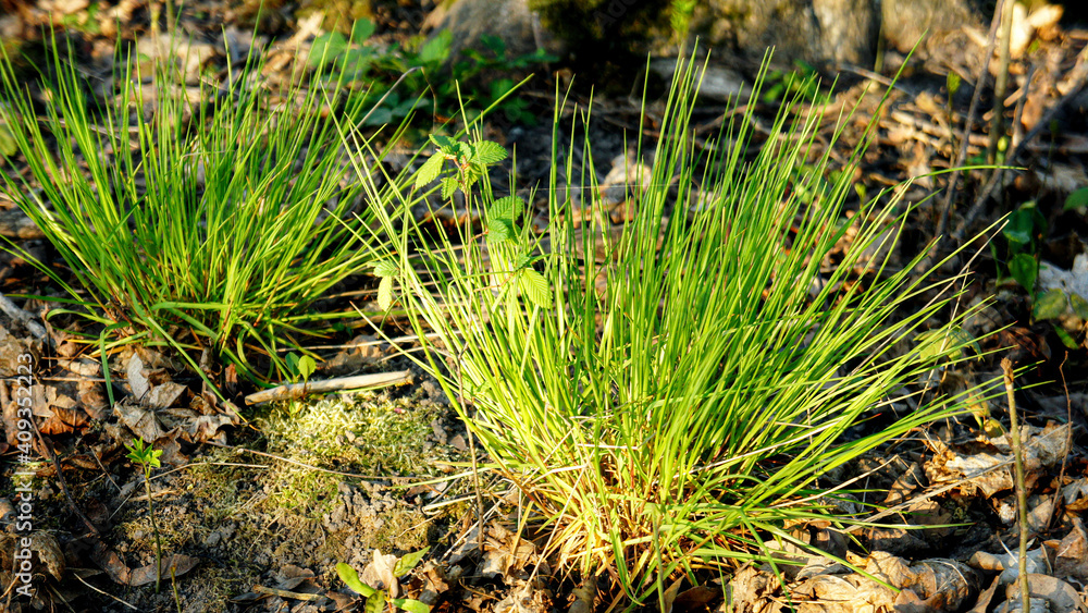 sprouts of young green grass. green bunch of young spring grass. new spring life . grass close up sprouts of young green grass. green bunch of young spring grass. new spring life . grass close up