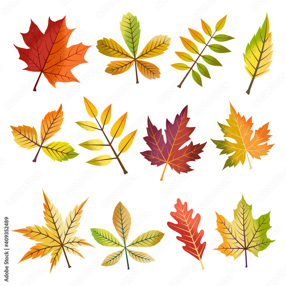 Collection of beautiful autumn leaves isolated on white background. Collection of beautiful autumn leaves isolated on white background.