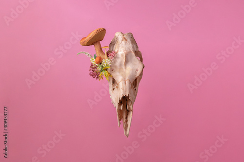 Fototapeta Naklejka Na Ścianę i Meble -  photograph of a deer skull with flowers and mushrooms isolated on pink background