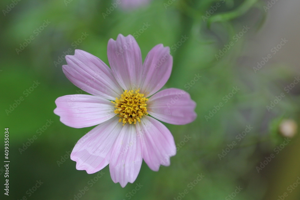ピンク色のコスモスの花 ピンク色のコスモスの花