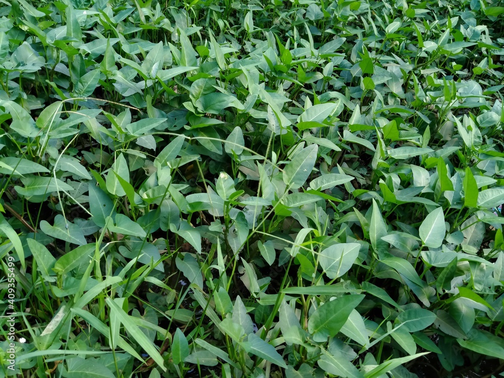 Leaves of Ipomoea aquatica water spinach, which grow in the yard Leaves of Ipomoea aquatica water spinach, which grow in the yard