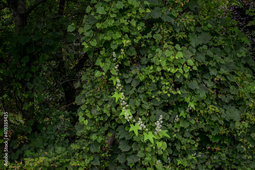 moss on a tree