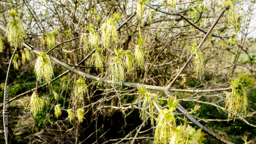 spring fluffy tassels of flower and young sprouts of green leaves of a tree. new spring life