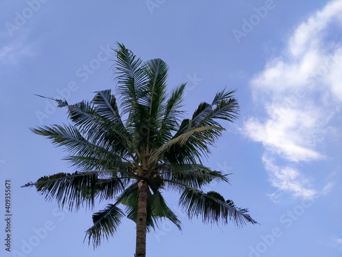 Coconut tree on white cloud background
