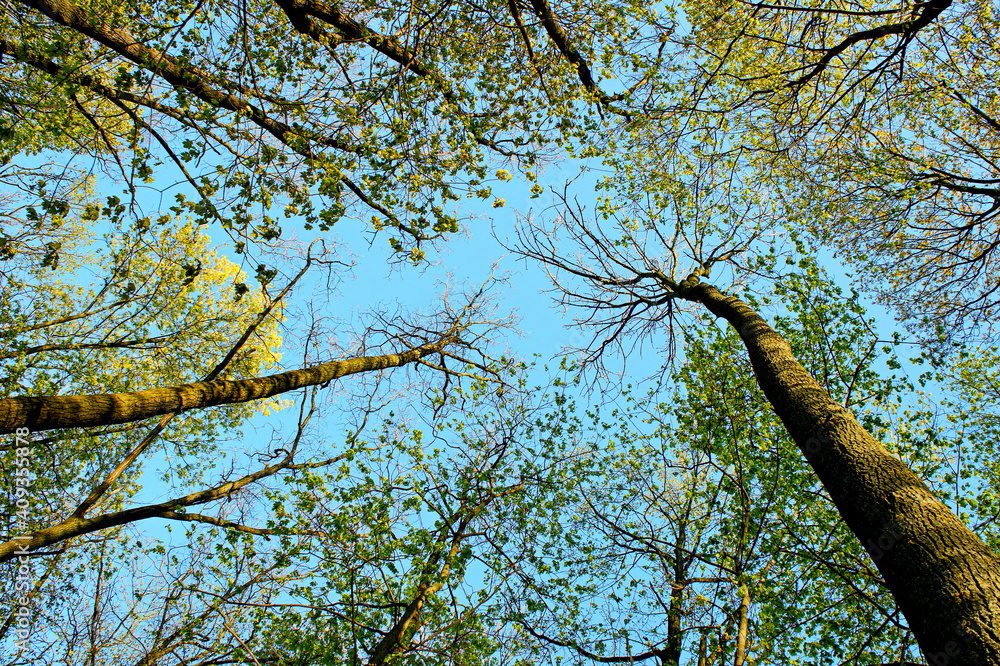 Fototapeta premium spring treetops with young green leaves and clear cloudless blue sky. new spring life