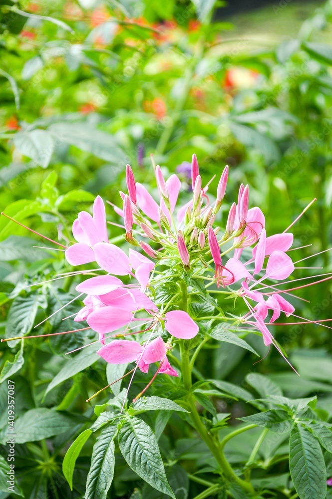 pink cleome spinosa flower in nature garden pink cleome spinosa flower in nature garden