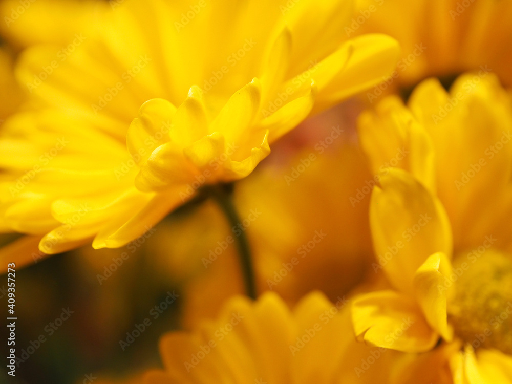 Yellow Bouquet Close-up Background Yellow Bouquet Close-up Background
