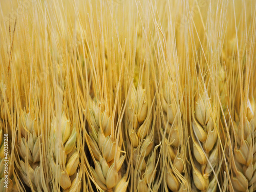 Wheat Background Close-up