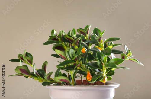 Pot with Goldfish plant on beige background. Home decor
