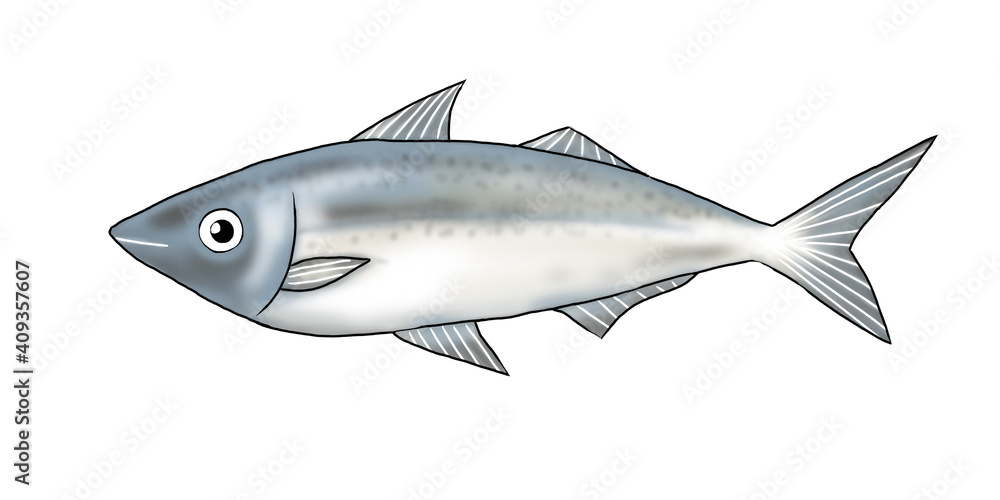 illustration of horse mackerel fish on white illustration of horse mackerel fish on white