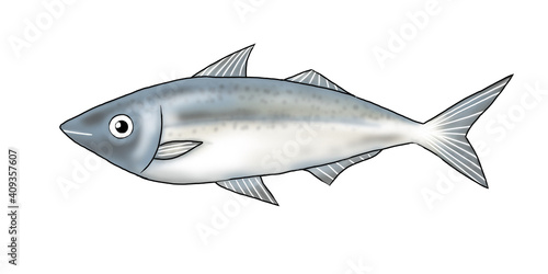 illustration of horse mackerel fish on white 