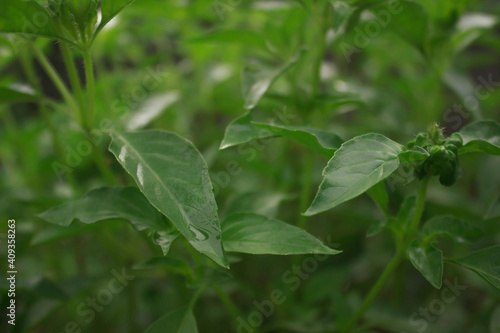 green leaf photo in the morning with blur and blur background
