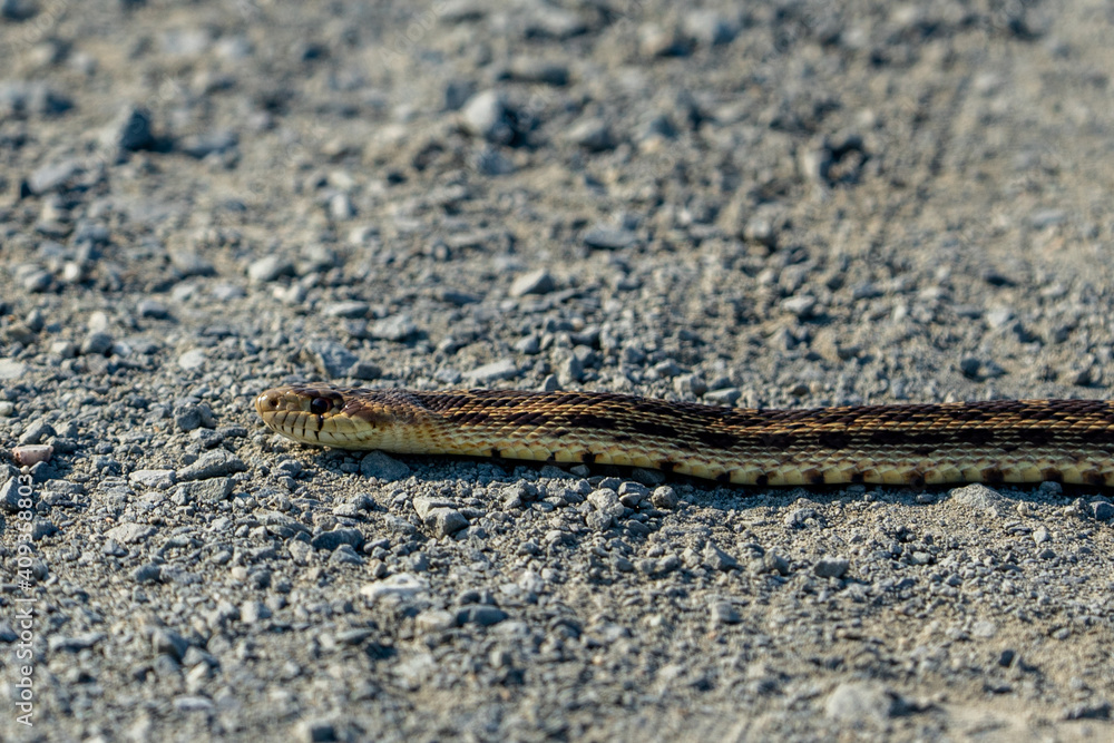 Fototapeta premium snake on the sand