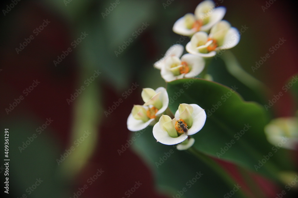 Naklejka premium flores