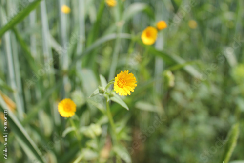 Cuadro en lienzo Selective focus closeup of the yellow Dandelion flowers on the meadow