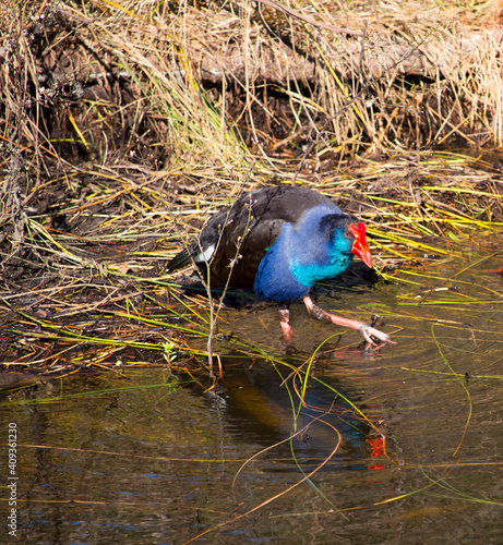 A brilliantly feathered Purple swamp hen porphyria porphyria digging for roots  after  preening its feathers in Big Swamp  Bunbury Western Australia  on a sunny autumn  afternoon photo