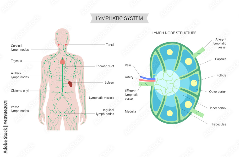 Lymph node anatomy