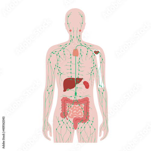 Lymphatic System Concept