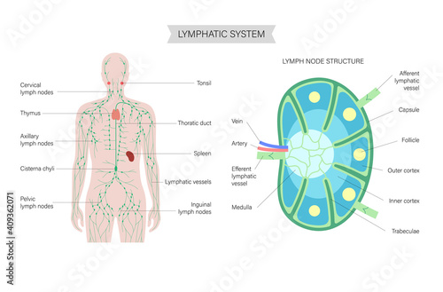Lymph node anatomy
