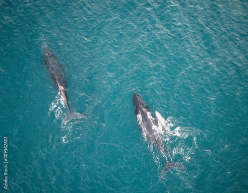 humpback family cruising off the coast of maui in the winter