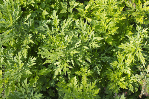 close up green Mugwort leaf.