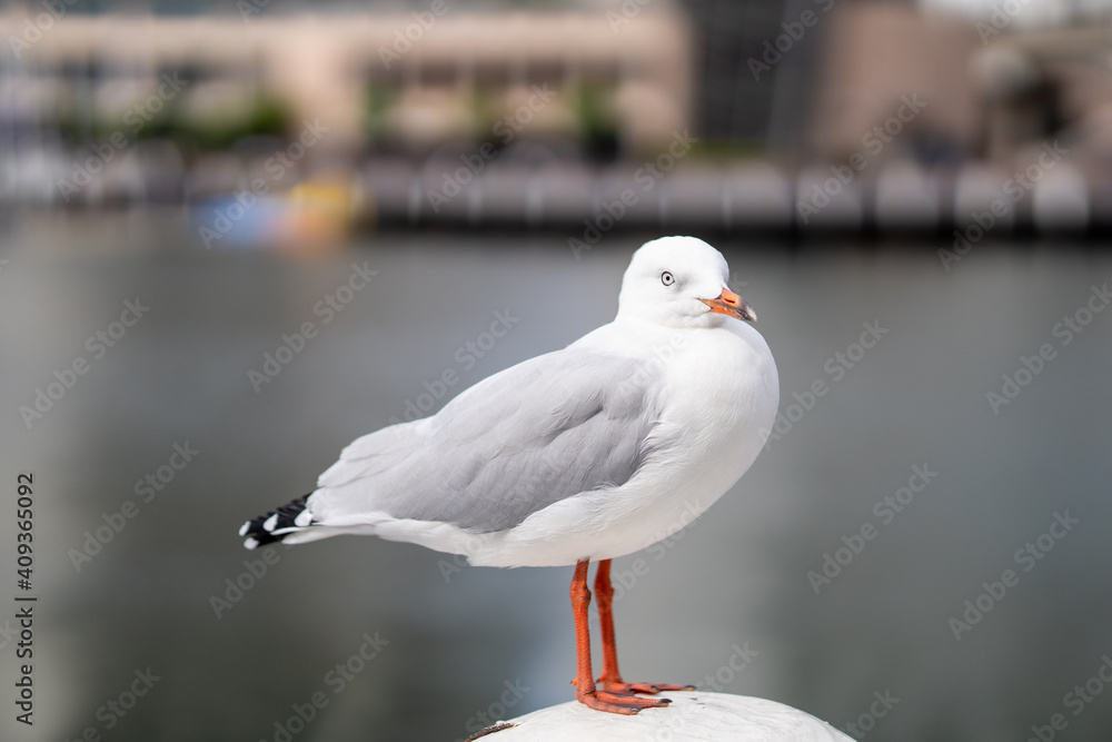 Obraz premium Seagull closeup