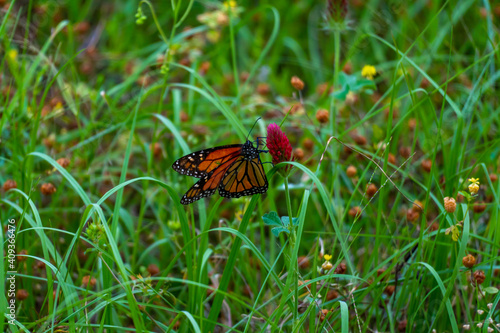 Monarch butterflies 