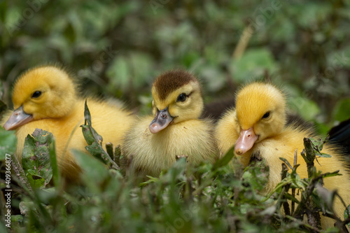 Mother duck and the ducklings