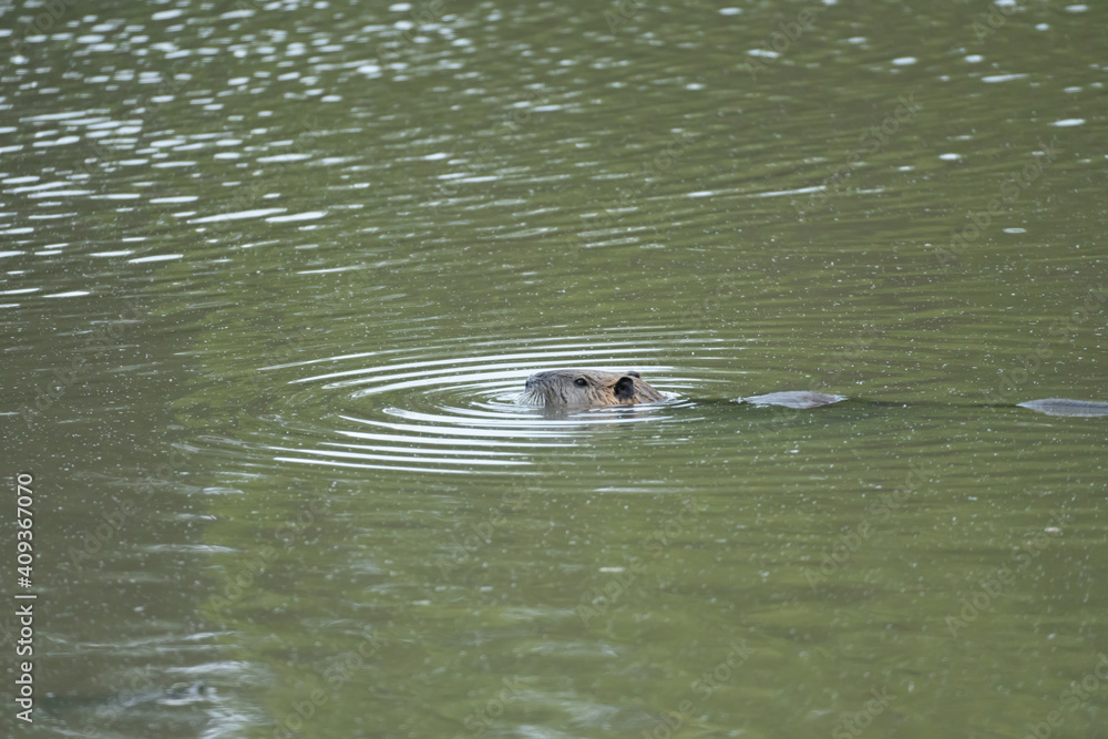 Fototapeta premium beaver in the water