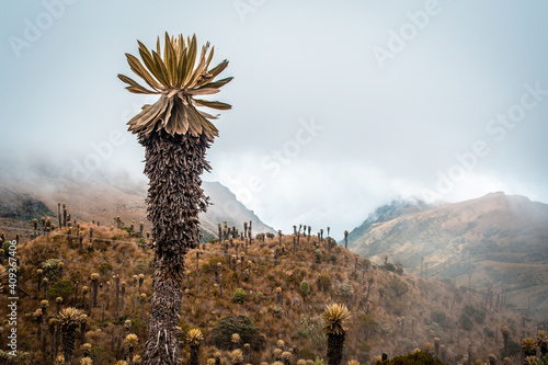 Natural landscape of a Paramo highlands, with a tall Espeletia or "Frailejón" in the foreground with a cloudy foreground with mist. Mountains in the Nevado del Ruiz, National park "Los Nevados"