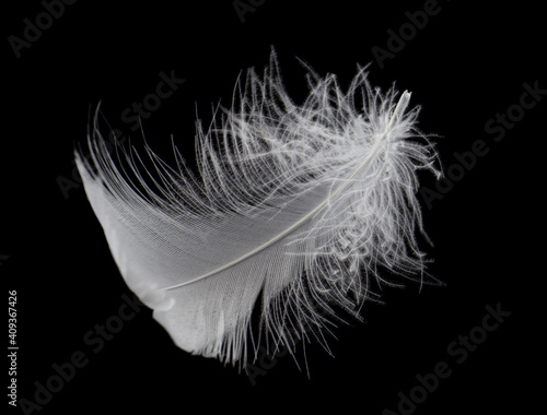 Soft fluffy a white feather isolated on black background.