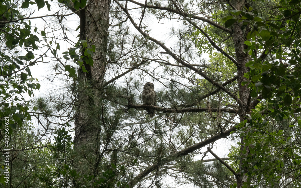 Fototapeta premium Owl in a tree