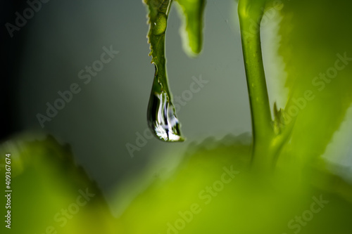 Water droplets on leaves and pine needles
