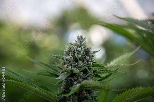 Cannabis Farm Industy