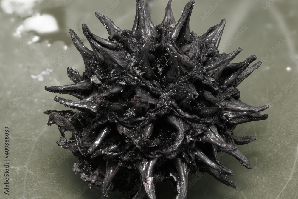 Obraz premium Focus Stack experiment