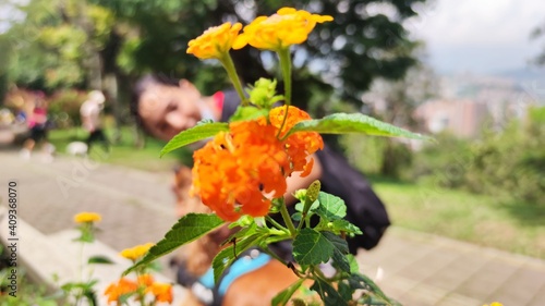 flowers on the street