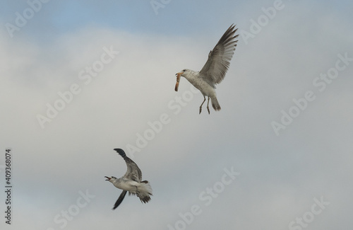 Seagulls in flight © Dragan