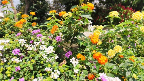 flowers in the garden