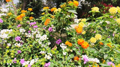 field of flowers