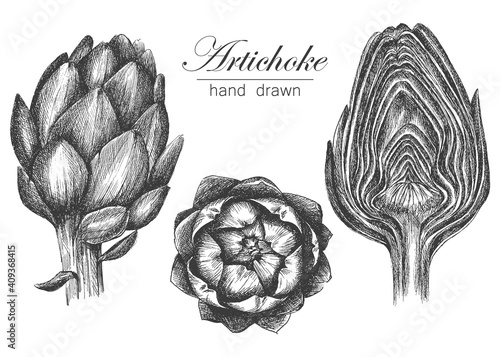 drawing of an artichoke. vector illustration in hand drawn style. sketch vegetables isolated on white background