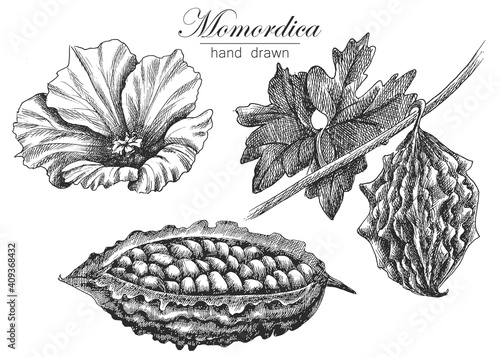 drawing of Momordik. vector illustration in hand drawn style. sketch vegetables isolated on white background