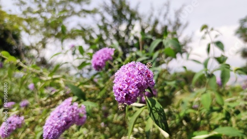 flowers in the garden